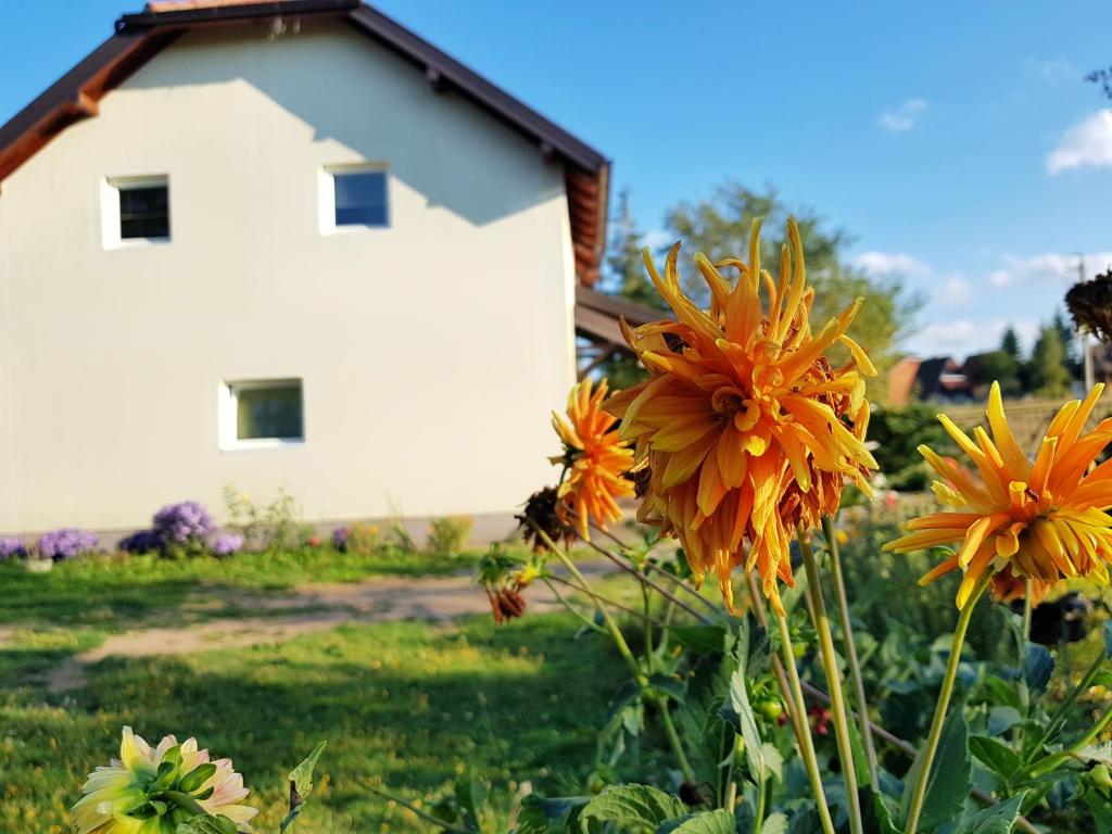 Apartmani Petrovic Tara, Kaludjerske bare - 2