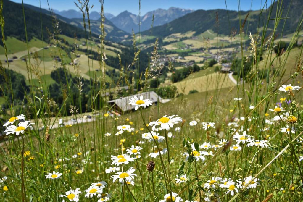 Haus Dorferstuck - 3