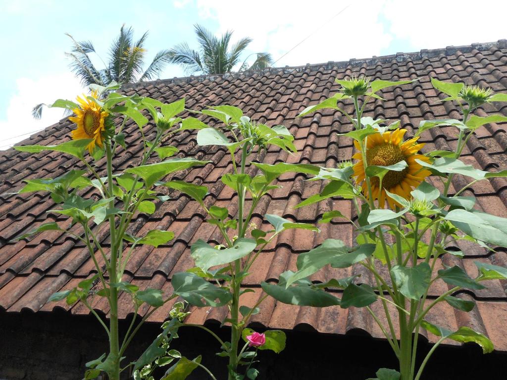 Ming Homestay
