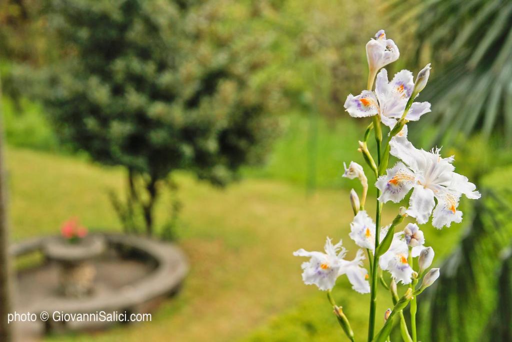 Lake Como Peace Lodge - Casa della Pace photo
