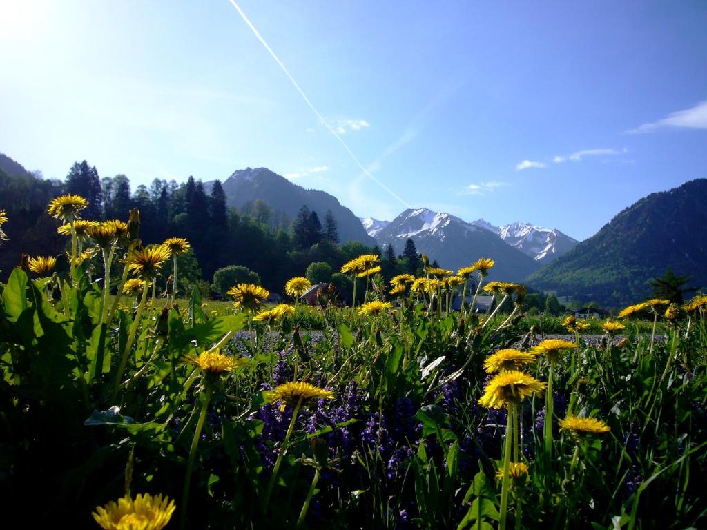 Oberstdorfer Bergwelt 218 - 2