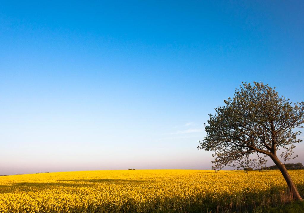 Surrounding environment