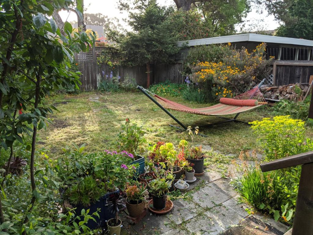 Relax in unpretentious peaceful and authentic house with public transportation cafes and U of Berkeley close by, Albany