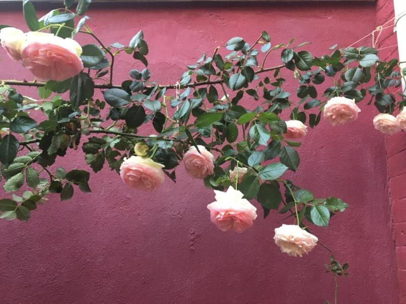 La Maison Rouge - 5