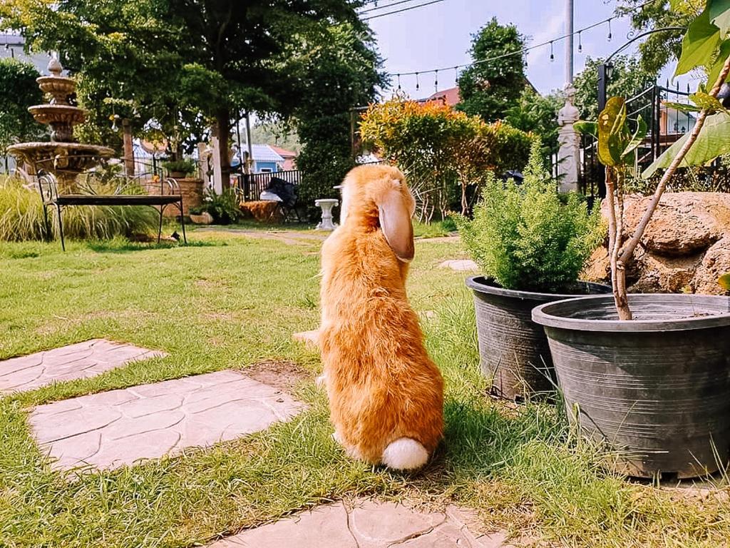 정원