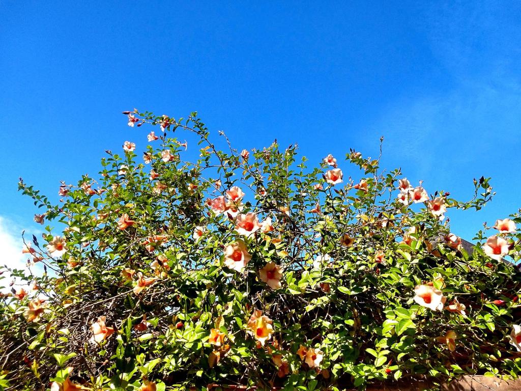 Pousada Mandala — Hotel in Bonito