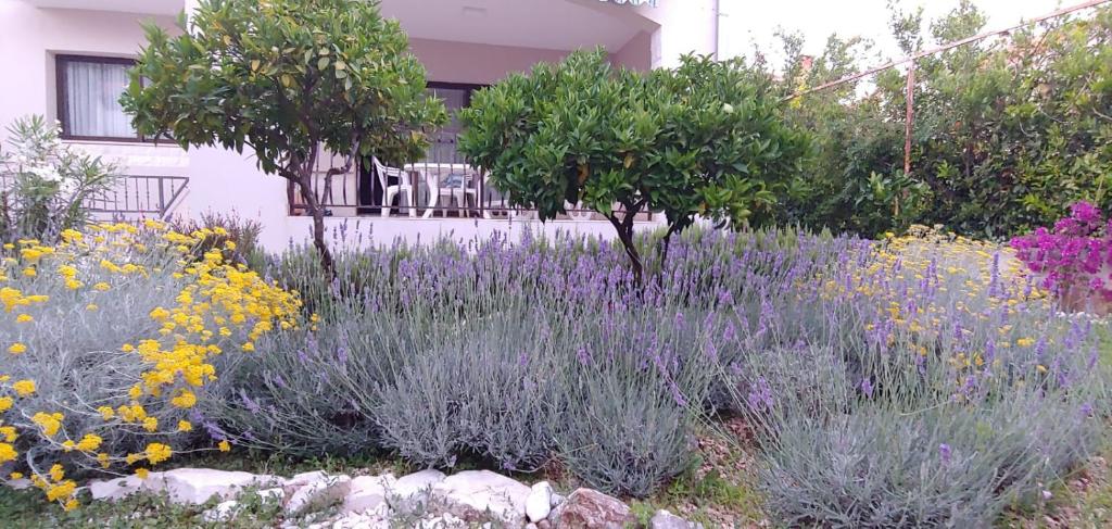 Holiday home Ruzmarin photo