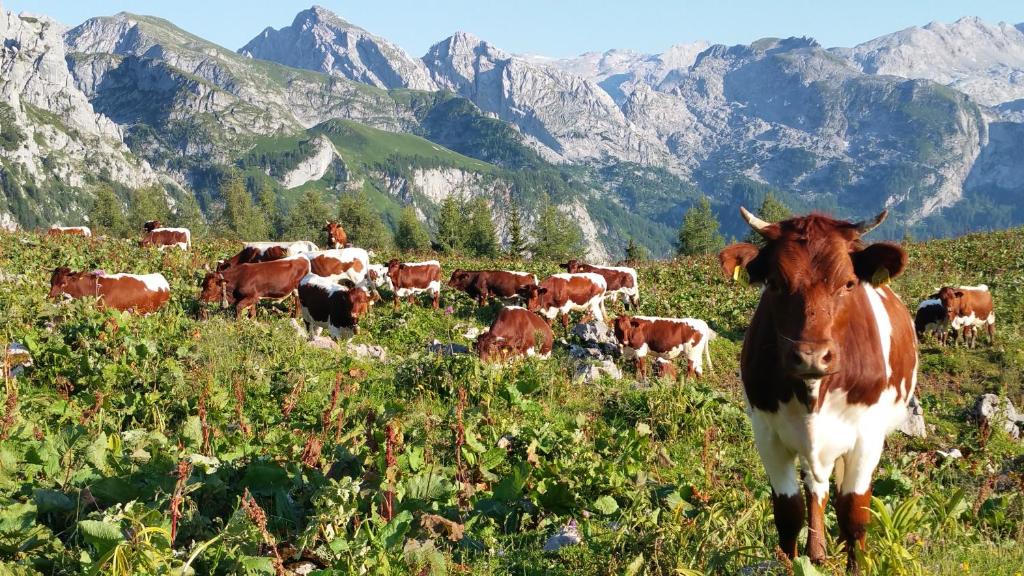 Malterlehen-Berchtesgaden - 5