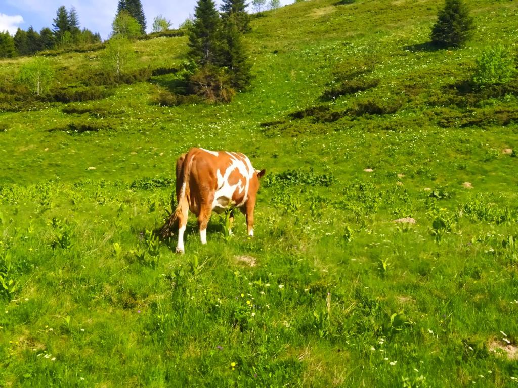 Eko Katun Damjanovic - Bjelasica photo
