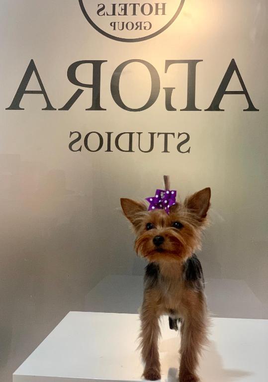 Agora Studios photo