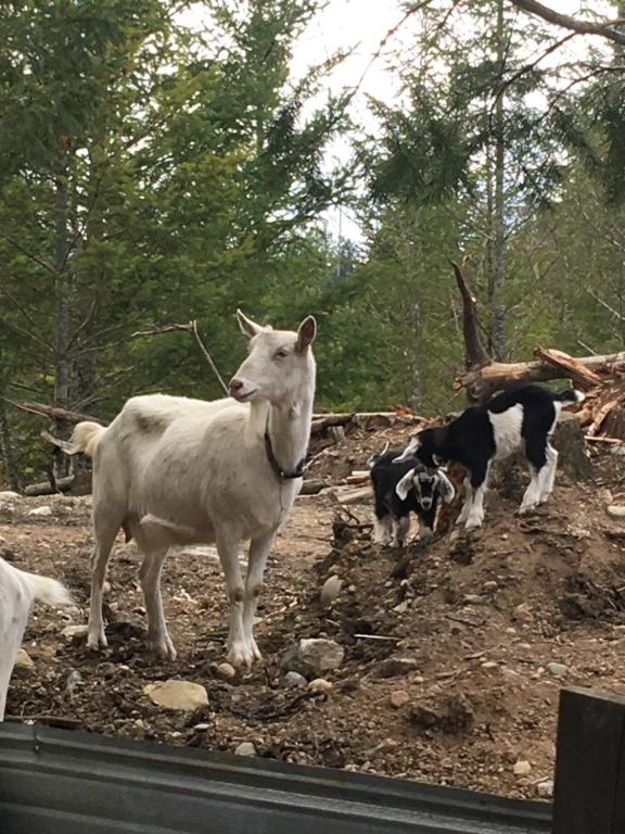 Maple Heart Ranch photo