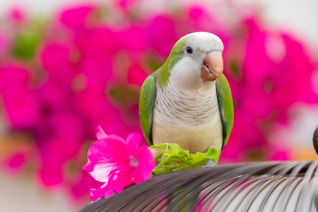 Margado photo
