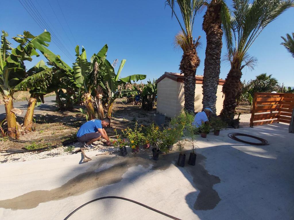 Argaka Palm Tree Apts photo