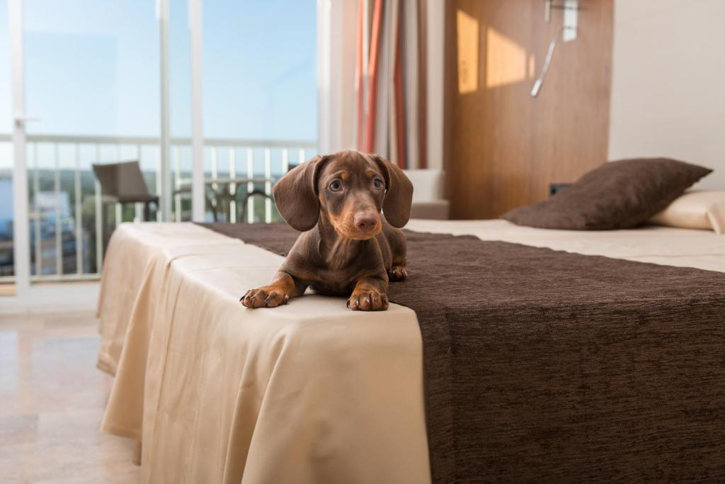 Hotel Torre Azul & Spa - Adults Only — Hotel rooms in Playa de Palma, Balearic Islands