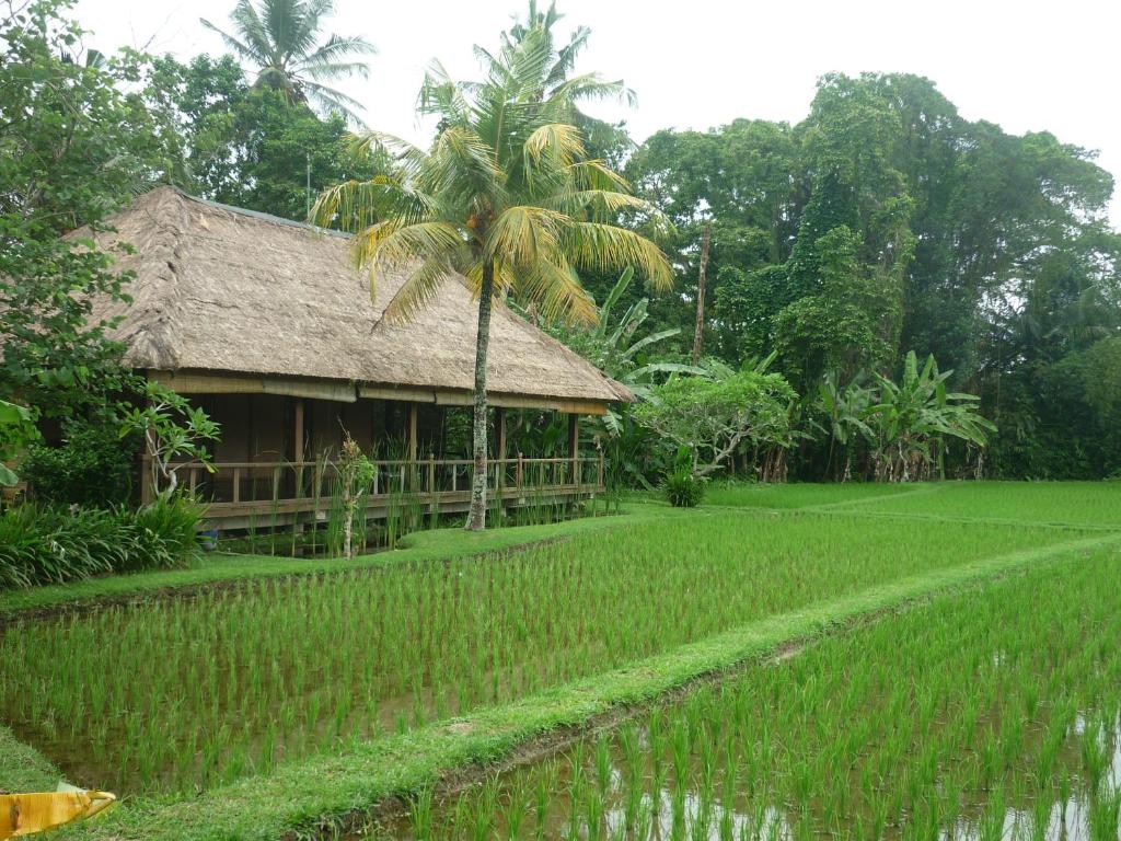 Taman