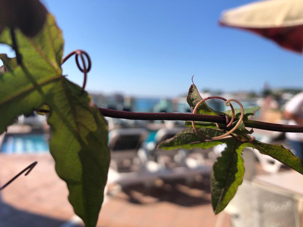 Hotel Astoria Park — Swimming pool in Lloret de Mar, Catalonia