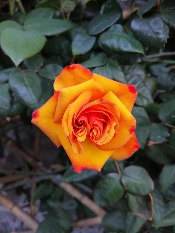 COTTAGE ROSE - 2