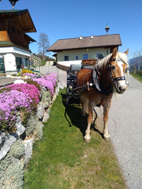 Haus Bucher - 5