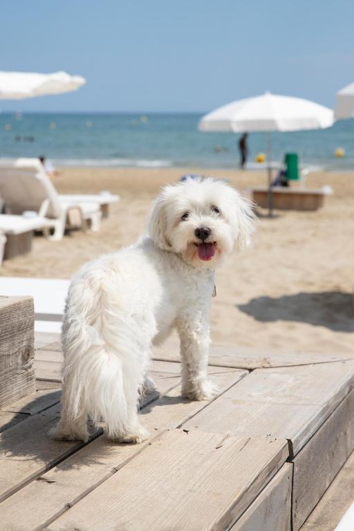 Hotel Plage Palace & Spa photo