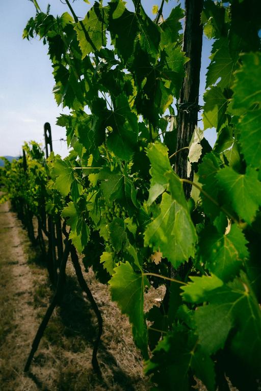 Fattoria Degli Usignoli — Attractions in the area in San Donato in Fronzano, Tuscany