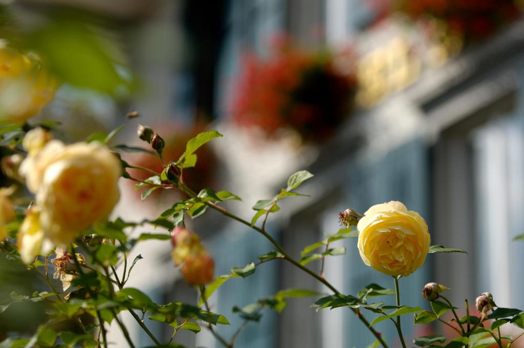 Hotel Beausite — Attractions in the area in Unterseen, Bern