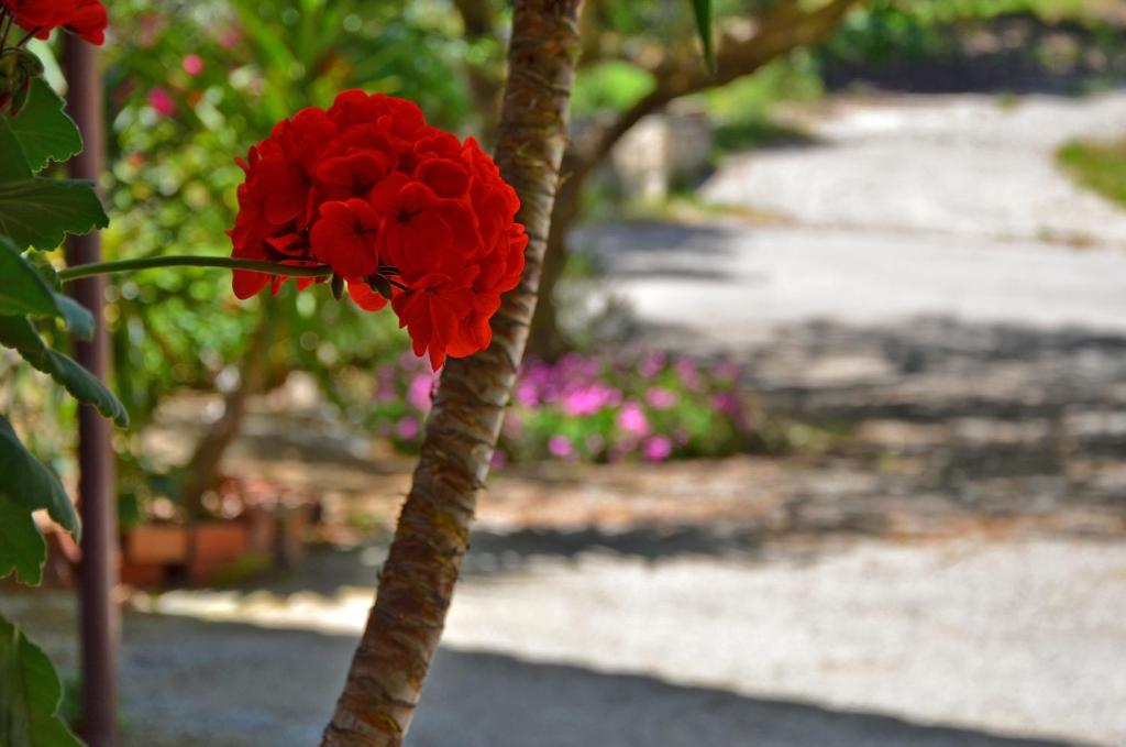 Belvedere Zakynthos Studios - img