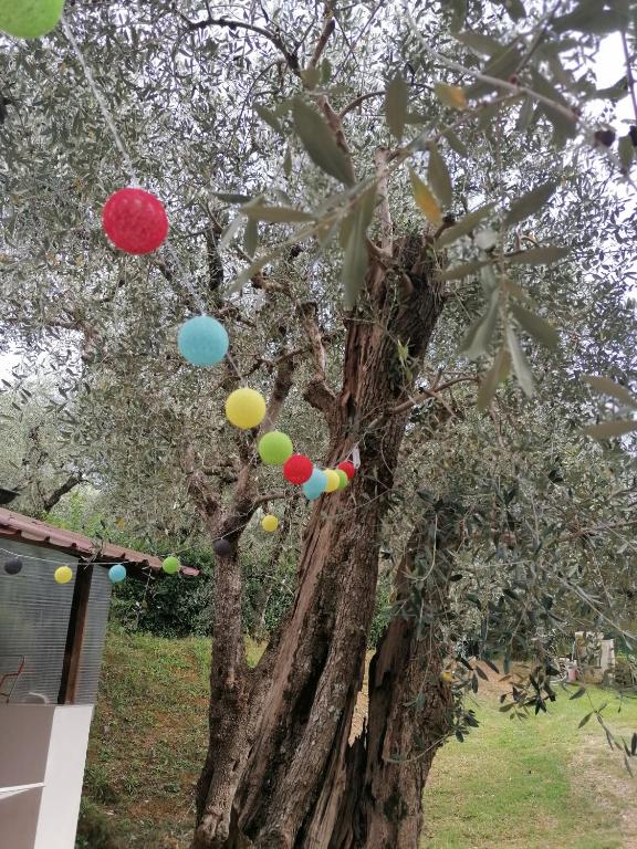 Casina Versilia - 2