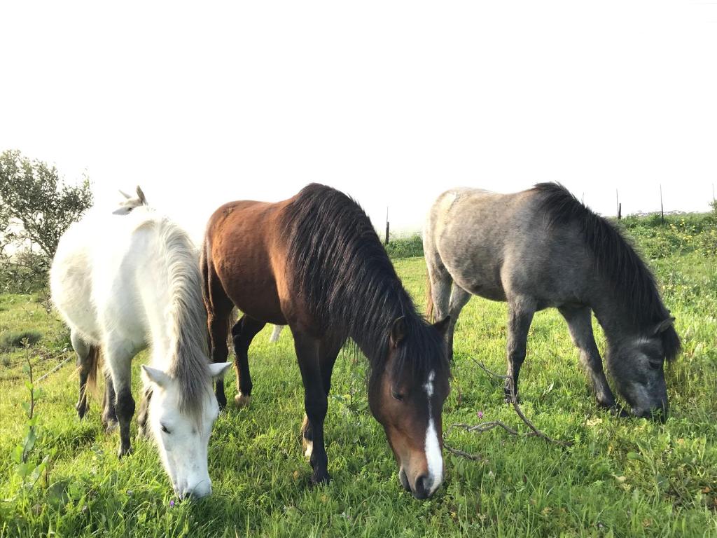 Anna Beulah Farm photo