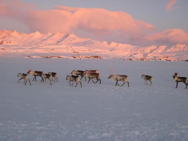 Dilksnes Guesthouse photo