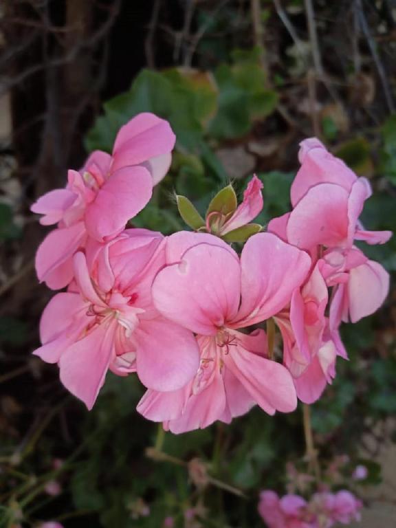 アクティビティ