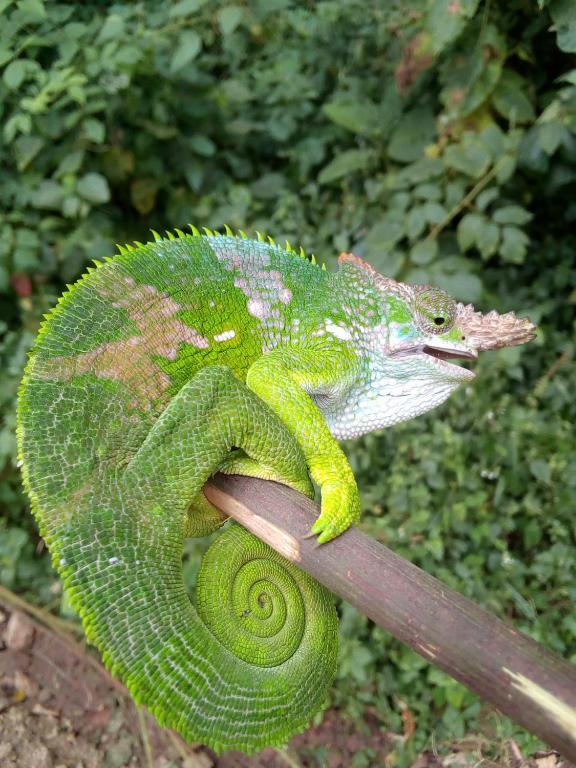 アクティビティ