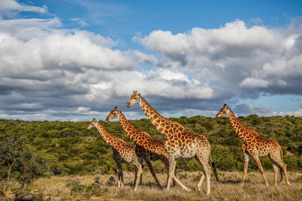 Pumba Private Game Reserve photo