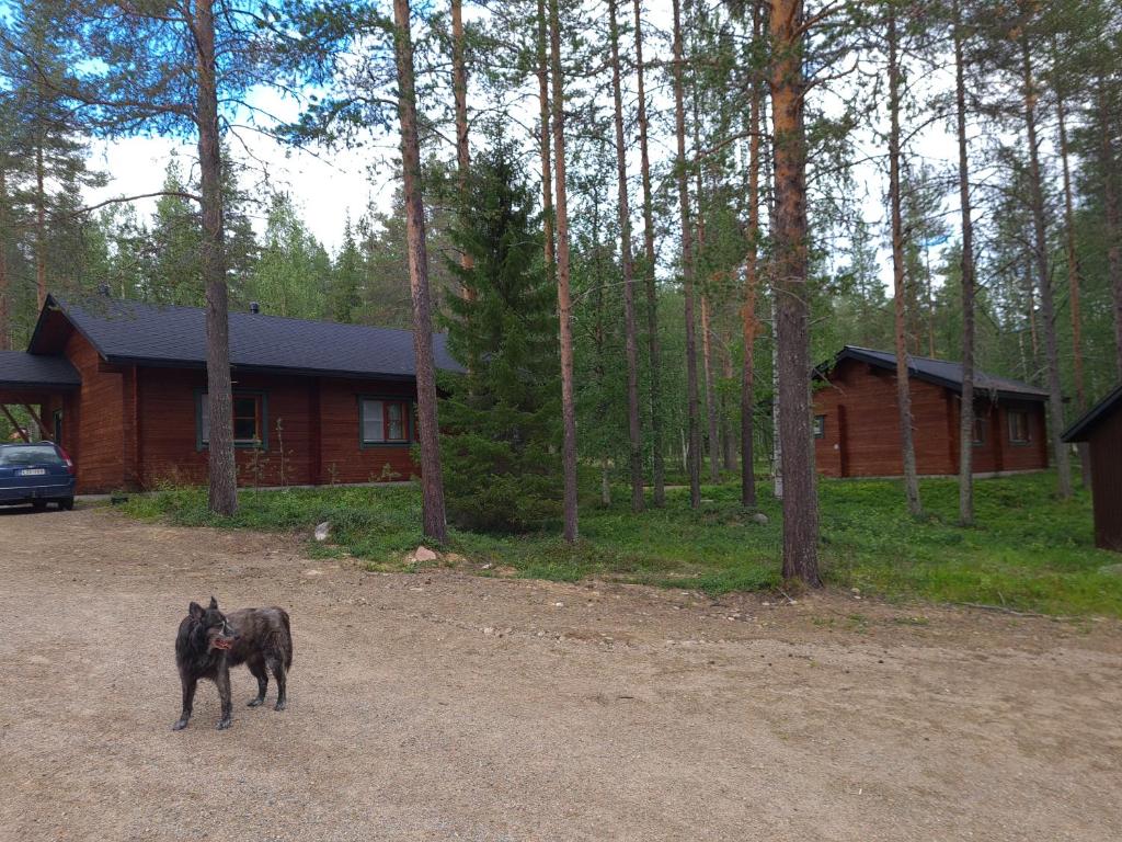 Silver Fox Hostel photo