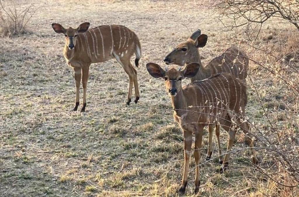 42@ Ditholo Game Lodge photo