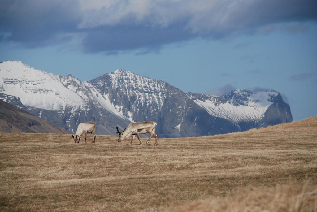 Facilities, Stafafell Cottages in Hornafjordur