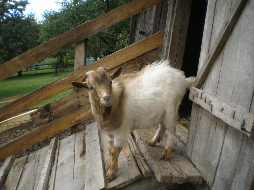 Pri Lazarju Farm Stay photo