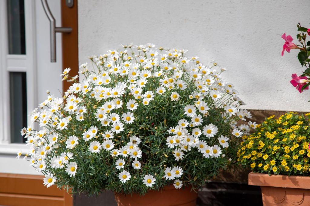 Haus Tirol - 4