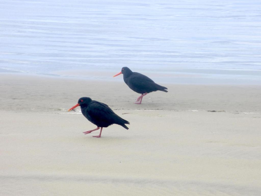 Catlins Lake Sanctuary photo