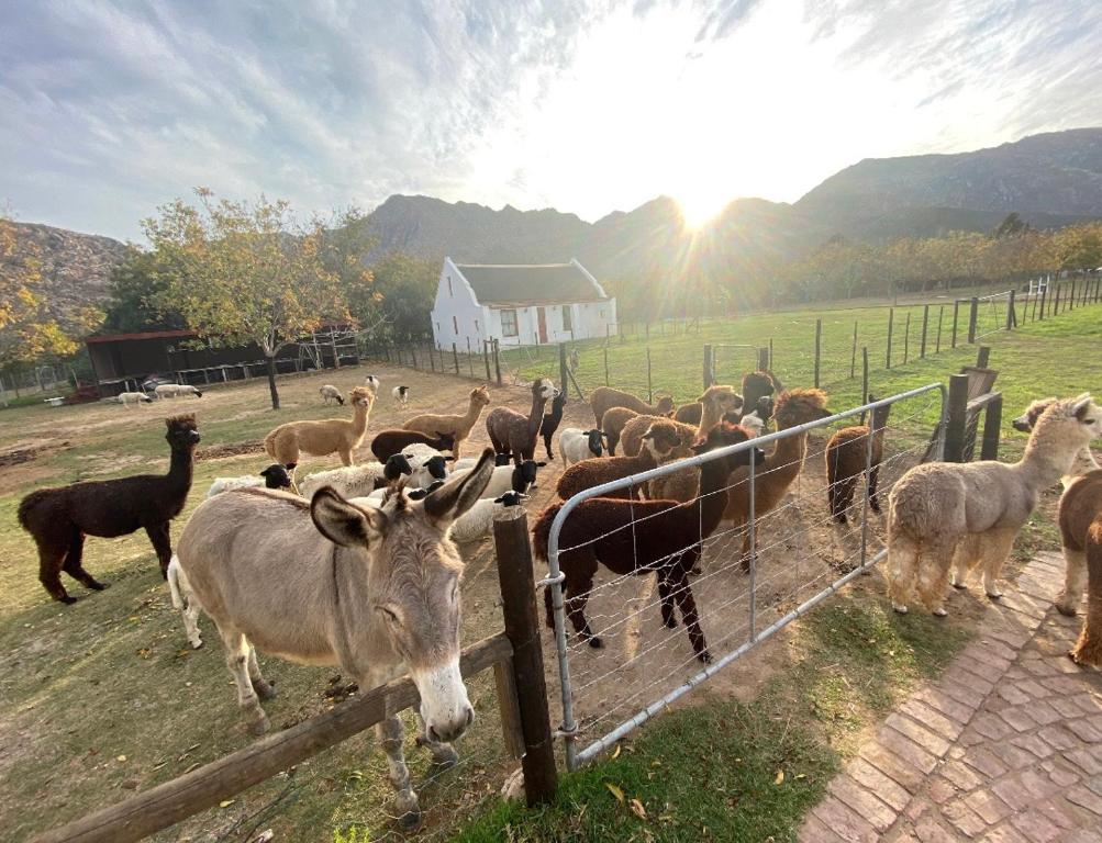 Alpaca Inn, Montagu