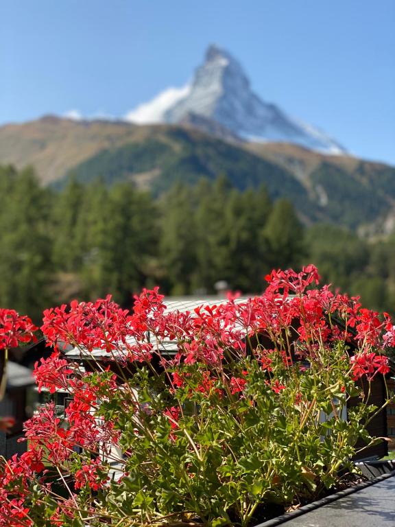 Chalet Bull Zermatt - 5
