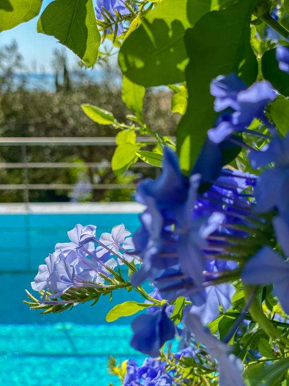 La Riviera Barbati Seaside Apartments & villas — Swimming pool in Barbati, Ionian Islands