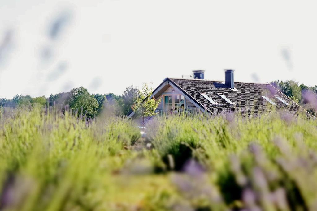 Lavender Village photo