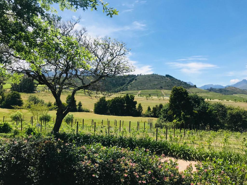 Winelands guest room photo