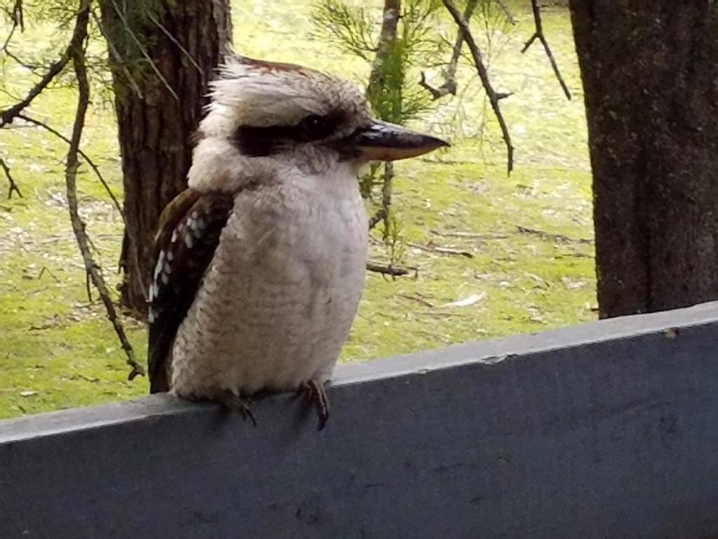 Cockatoo Cabin photo