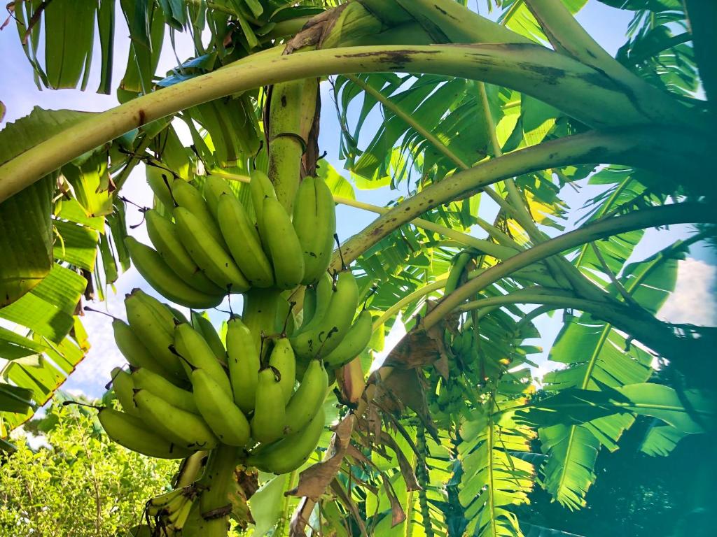 Surrounding environment