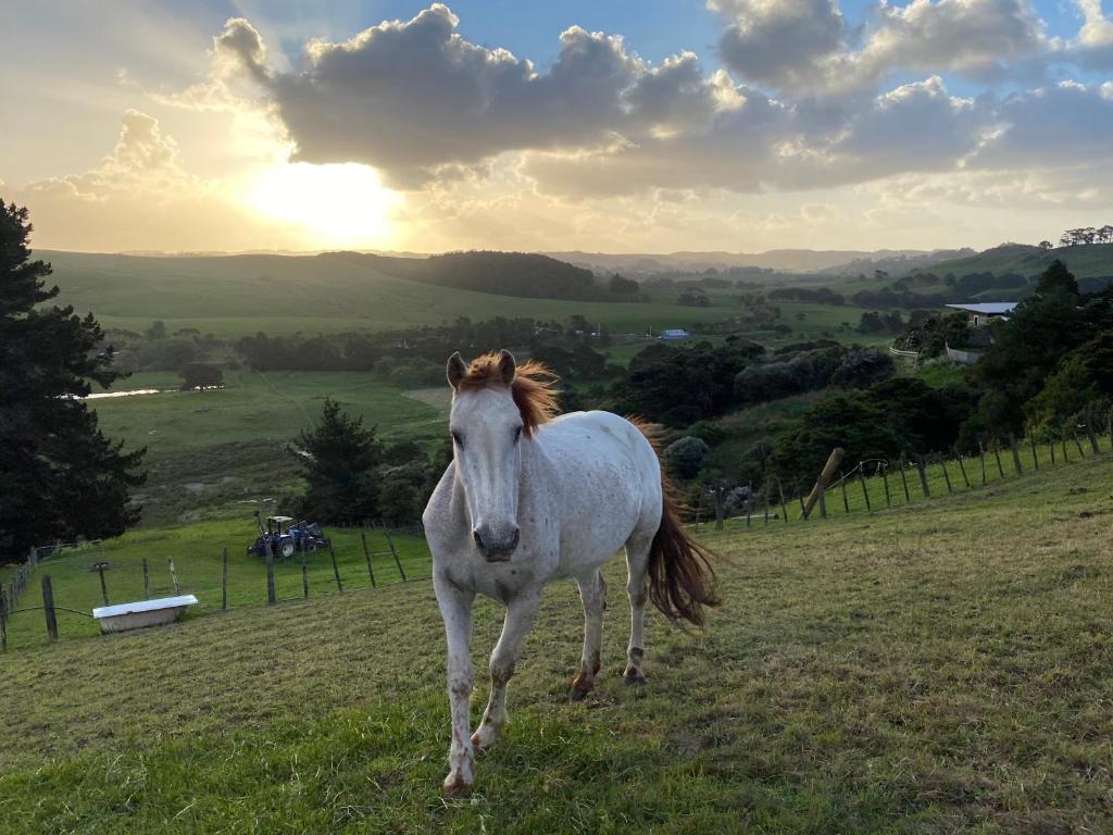 Pukeatua Farmstay — Hotel in Waimauku