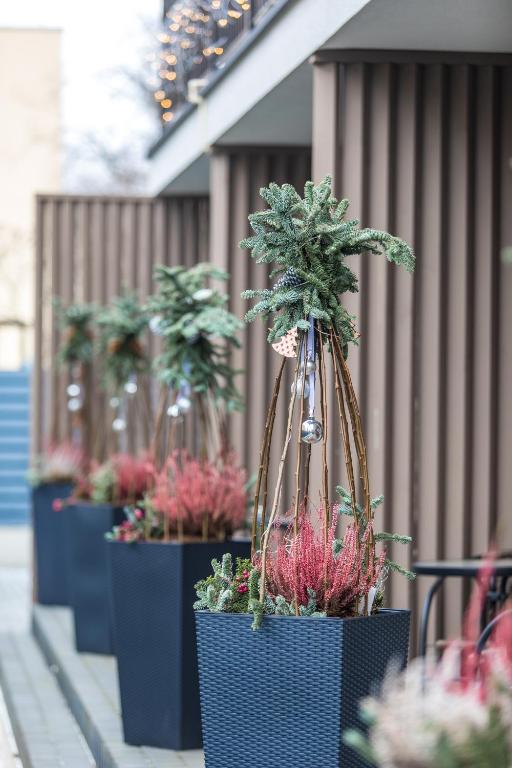 Vila Amber drop, Palanga