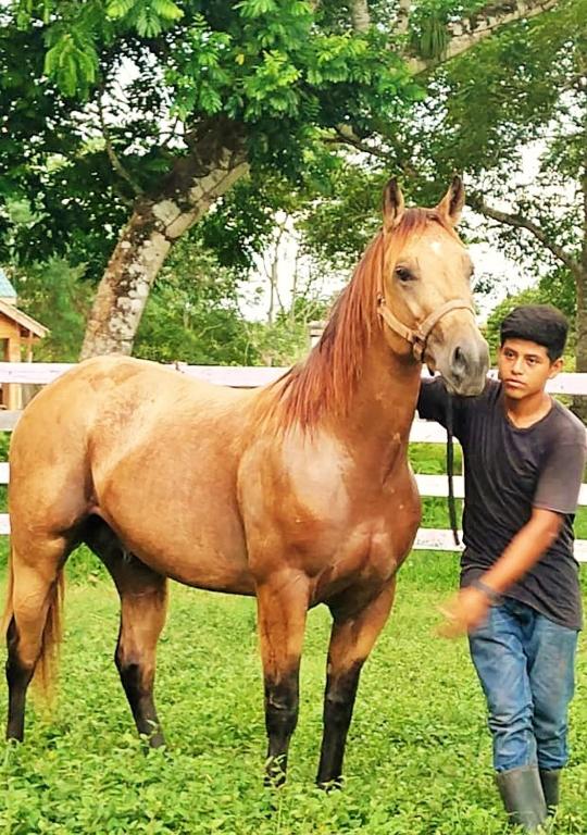 Banana Bank Lodge & Jungle Horseback Adventures photo