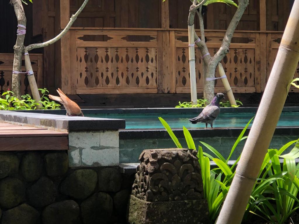 Melati Bali Homestay photo