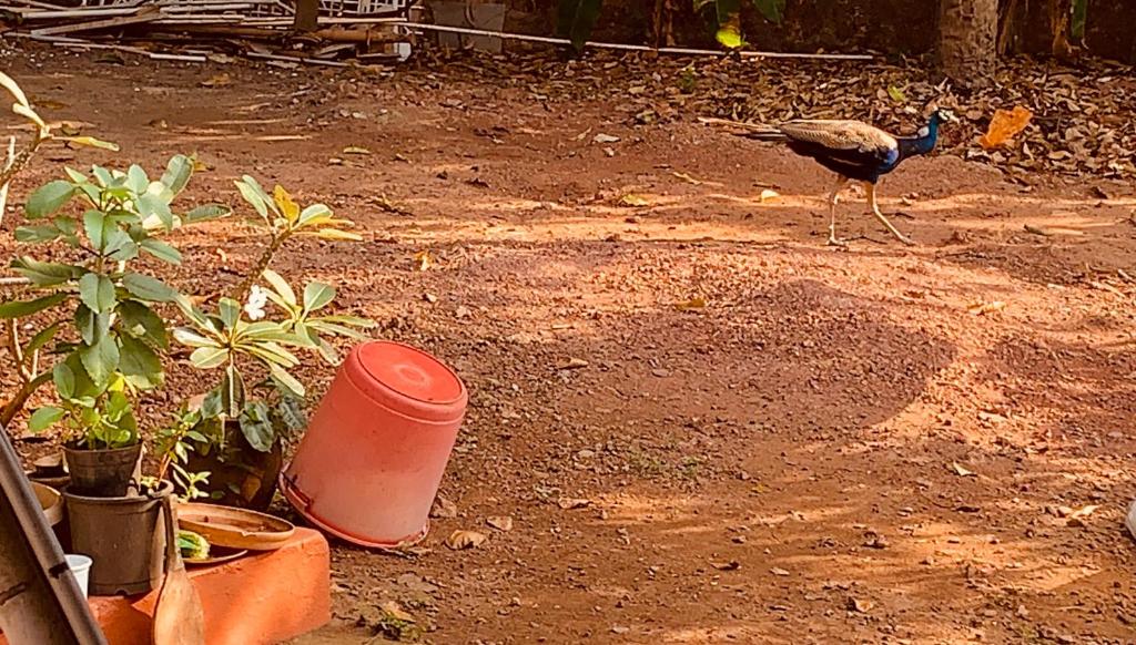 Stan-Inn, North Goa, Vagator, with strong WIFI,free private parking & kitchen, Can Cook where you st photo